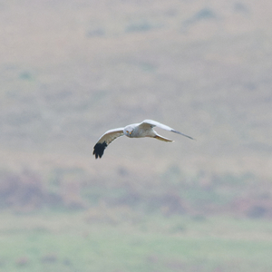 Hen Harrier