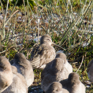 Long-billed Dowitcher