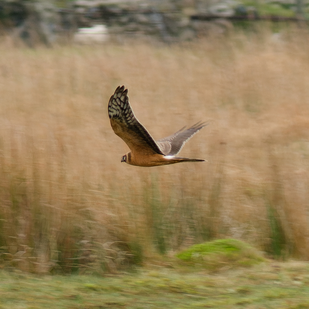 Pallid Harrier