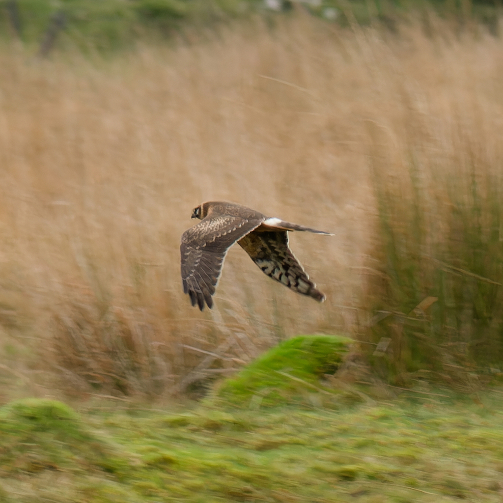 Pallid Harrier