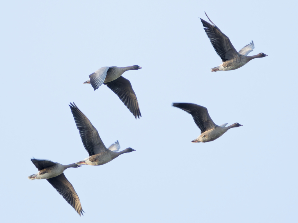 Pink-footed Goose