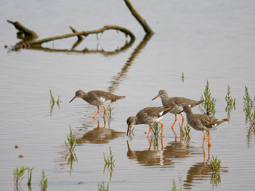 Redshank