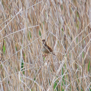 Savi's Warbler