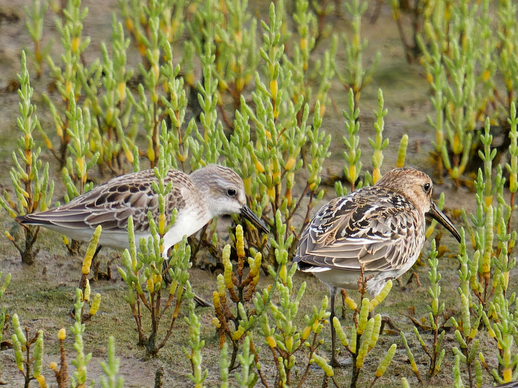 Photo of Semipalmated Sandpiper