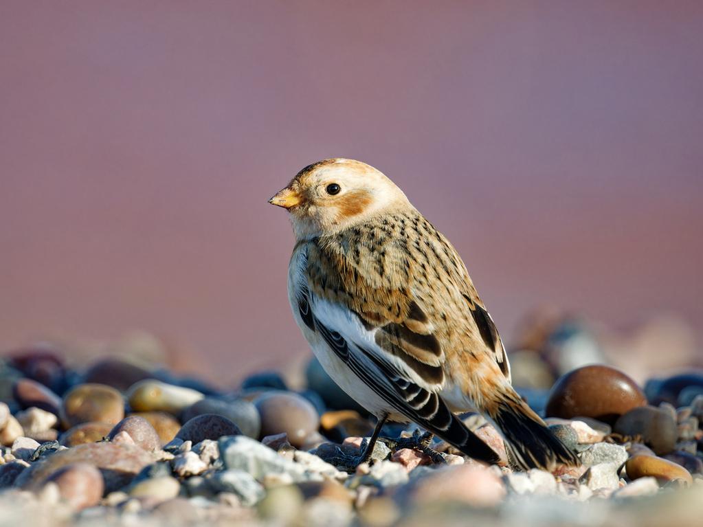 Snow Bunting