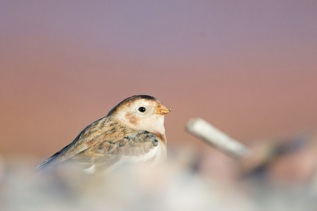 Snow Bunting