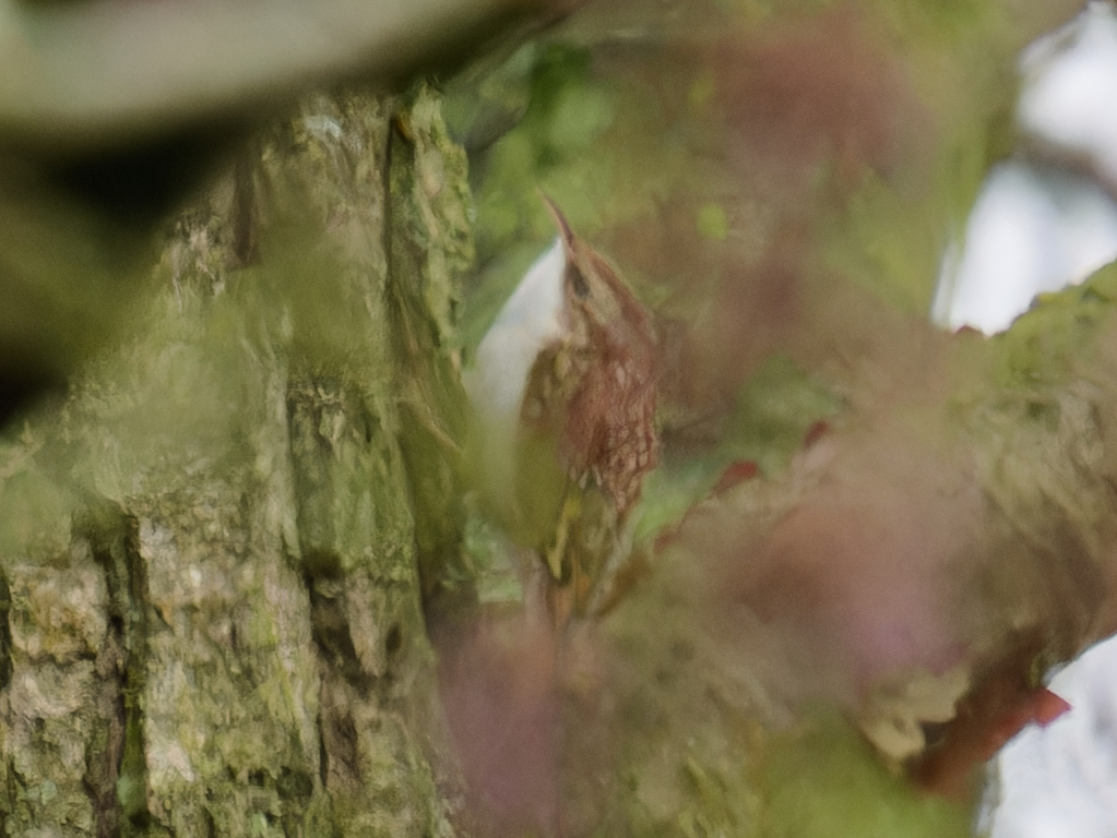 Treecreeper