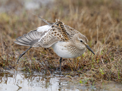 White-rumped Sandpiper