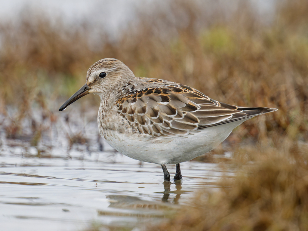 White-rumped Sandpiper