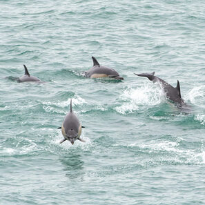 Photo of Dolphins